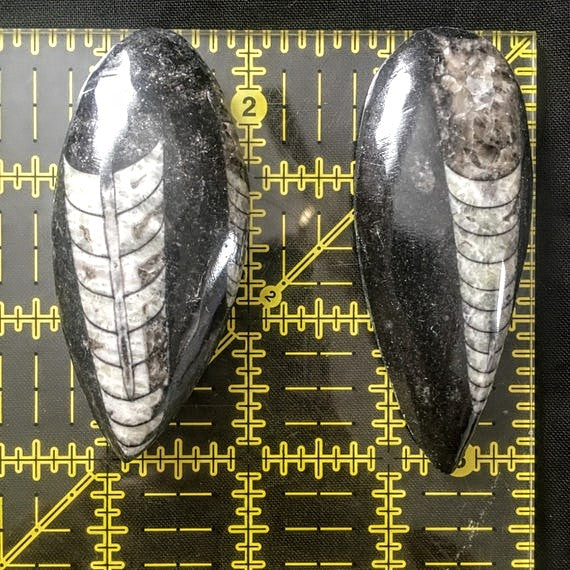 Fossils, Polished Medium Palm-Sized Orthocera Natural Stone Display, Worry Stone Paper Weight.