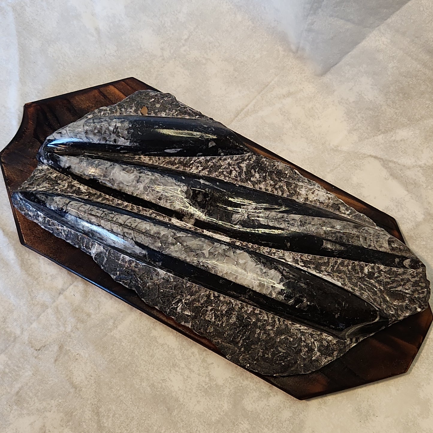 Fossils, Orthocera Polished Stone Display Plate on a Reclaimed Ceder Burned Wood Base