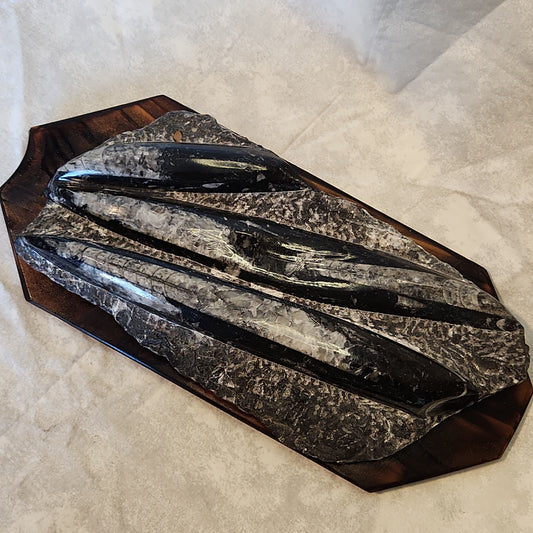 Fossils, Orthocera Polished Stone Display Plate on a Reclaimed Ceder Burned Wood Base