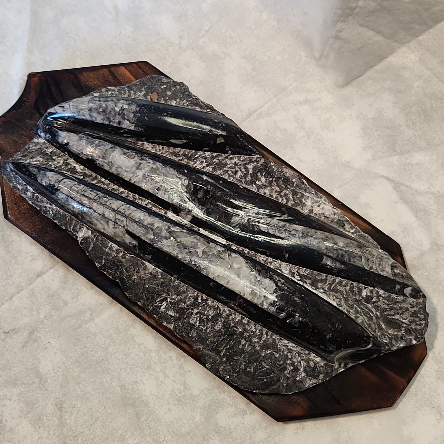 Fossils, Orthocera Polished Stone Display Plate on a Reclaimed Ceder Burned Wood Base