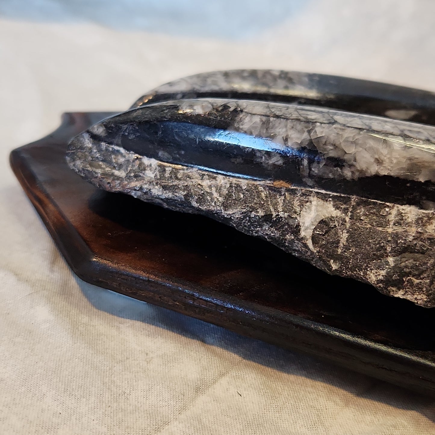 Fossils, Orthocera Polished Stone Display Plate on a Reclaimed Ceder Burned Wood Base