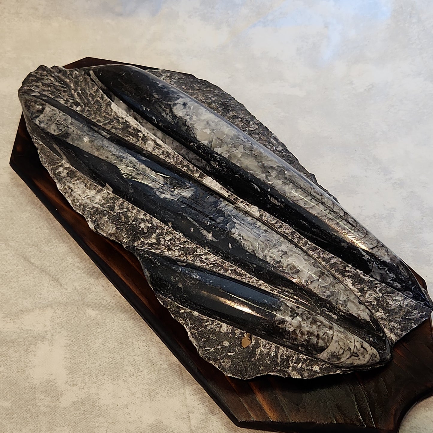 Fossils, Orthocera Polished Stone Display Plate on a Reclaimed Ceder Burned Wood Base