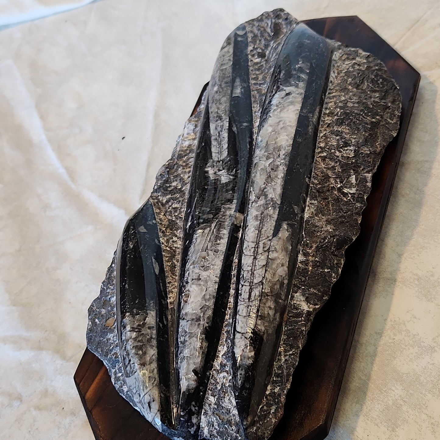 Fossils, Orthocera Polished Stone Display Plate on a Reclaimed Ceder Burned Wood Base