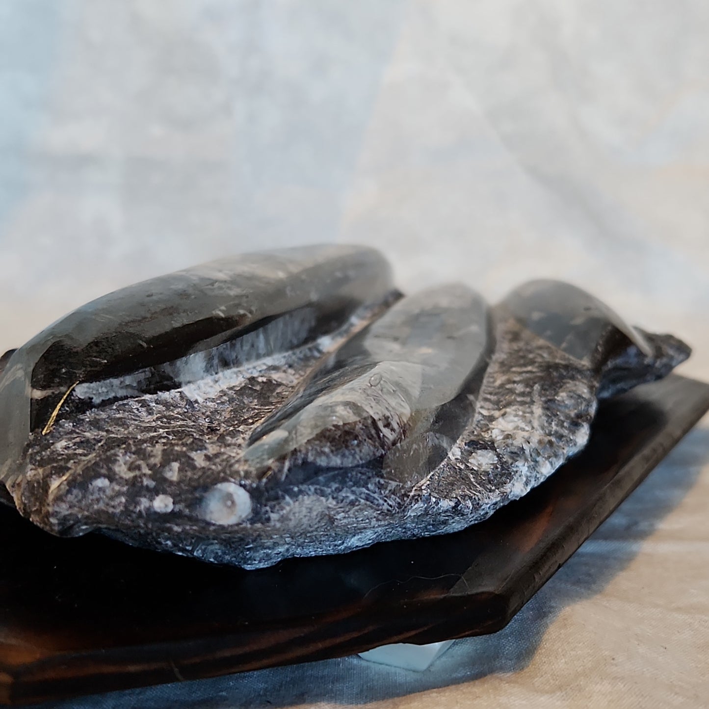 Fossils, Orthocera Polished Stone Display Plate on a Reclaimed Ceder Burned Wood Base