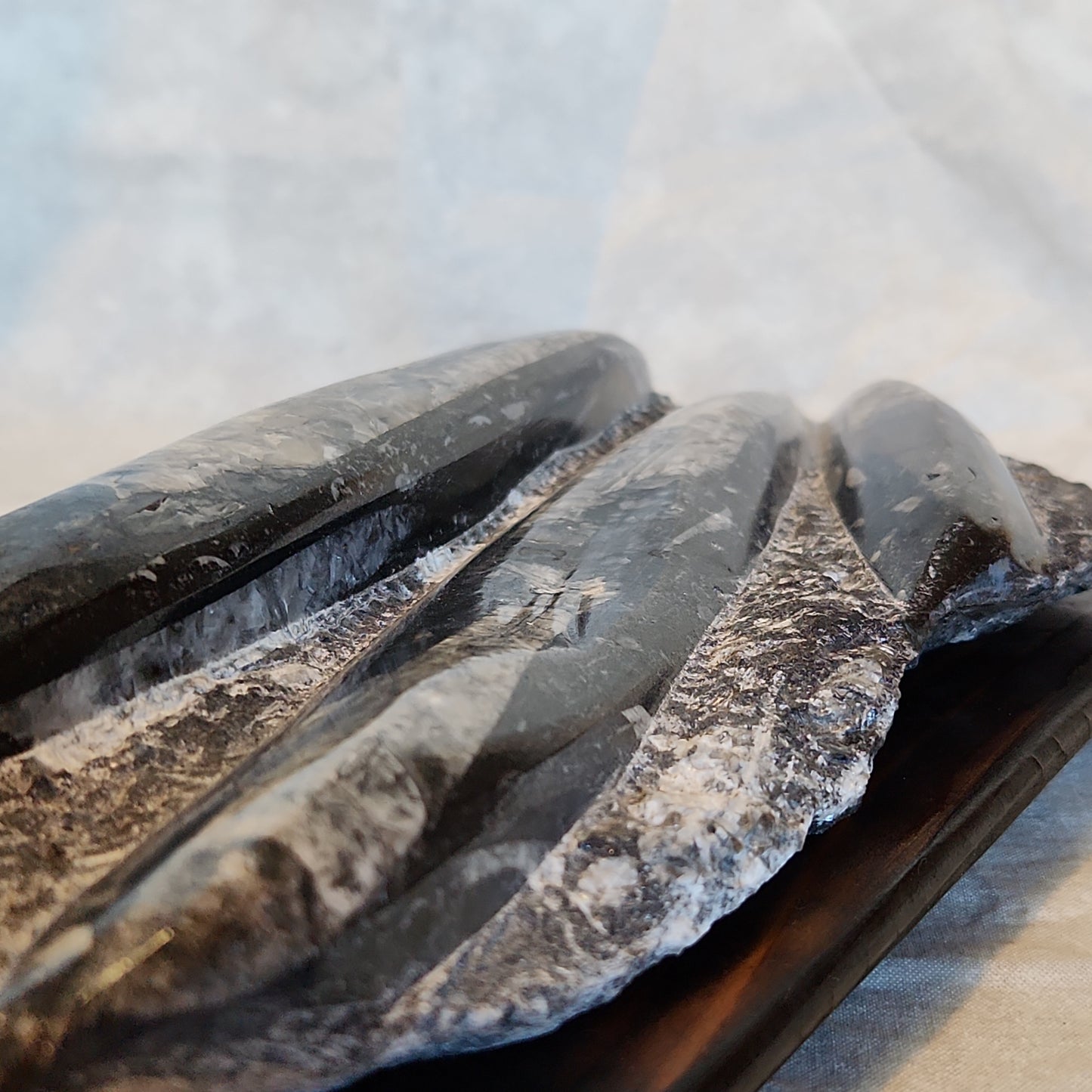 Fossils, Orthocera Polished Stone Display Plate on a Reclaimed Ceder Burned Wood Base