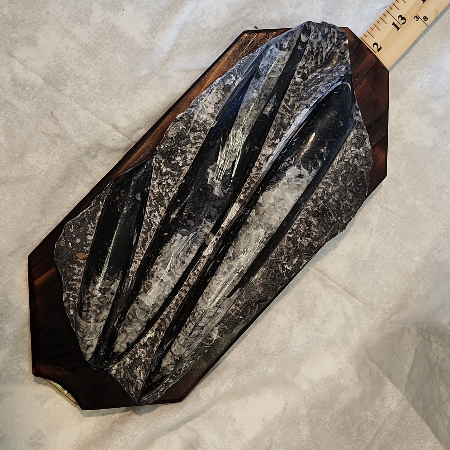 Fossils, Orthocera Polished Stone Display Plate on a Reclaimed Ceder Burned Wood Base