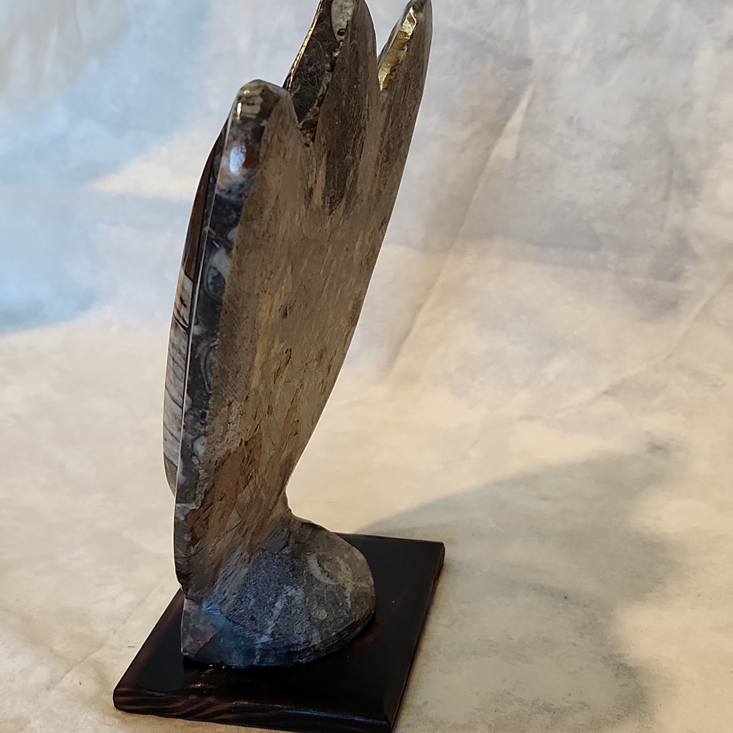 Fossils, Large Orthocera & Ammonite Polished/Rough Natural Stone Sculpture Display with Burned Reclaimed Cedar Wood Base