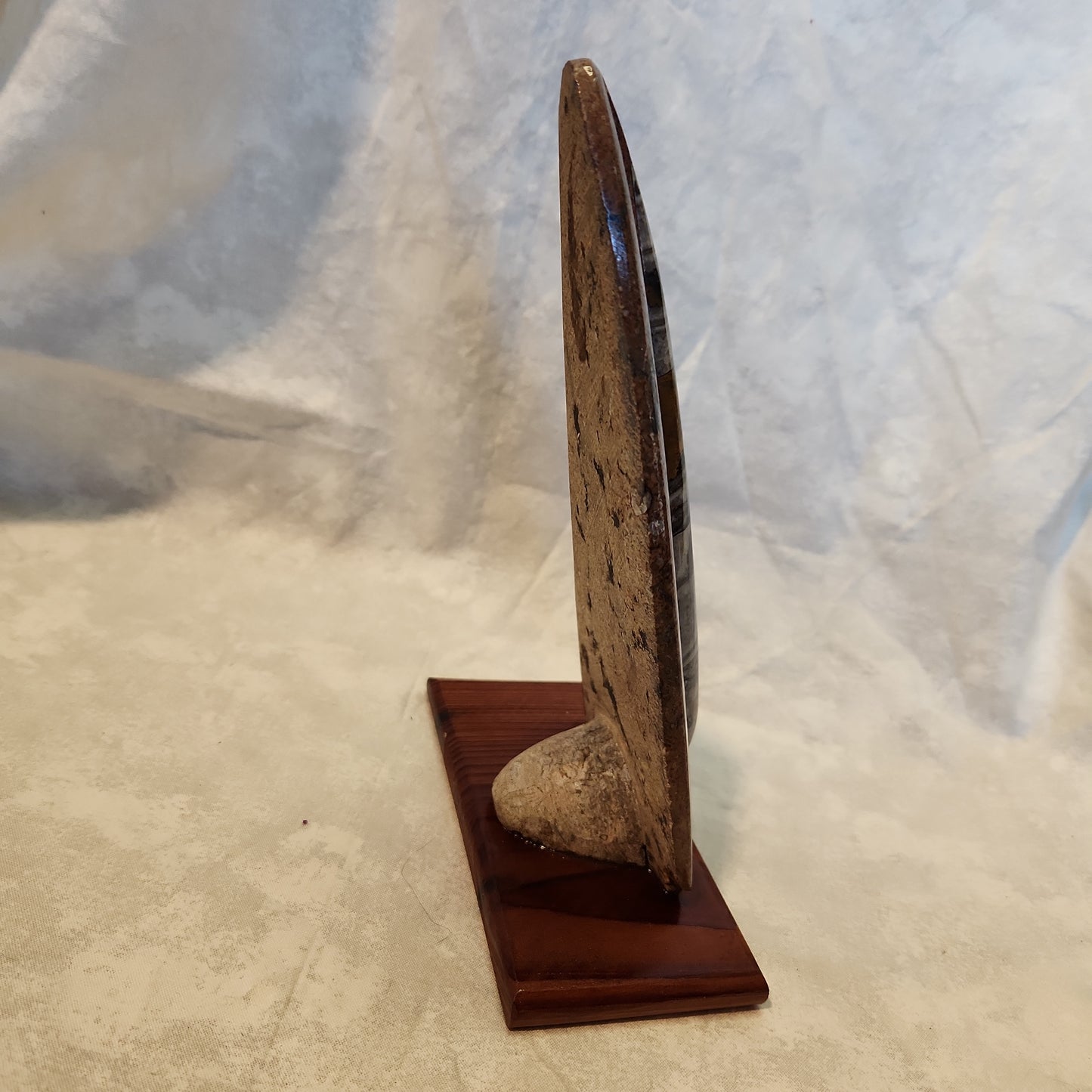 Fossils, Orthocera Polished/Rough Natural Stone Sculpture Display with Burned Reclaimed Cedar Wood Base