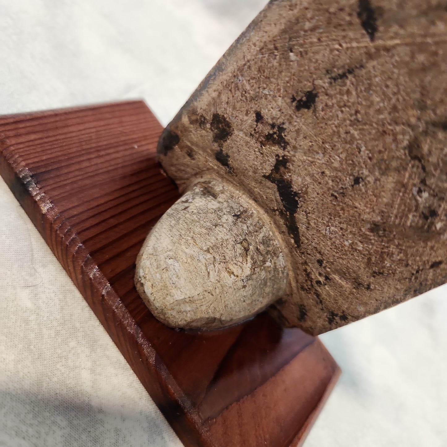 Fossils, Orthocera Polished/Rough Natural Stone Sculpture Display with Burned Reclaimed Cedar Wood Base