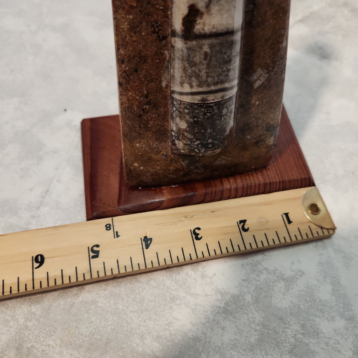 Fossils, Orthocera Polished/Rough Natural Stone Sculpture Display with Burned Reclaimed Cedar Wood Base