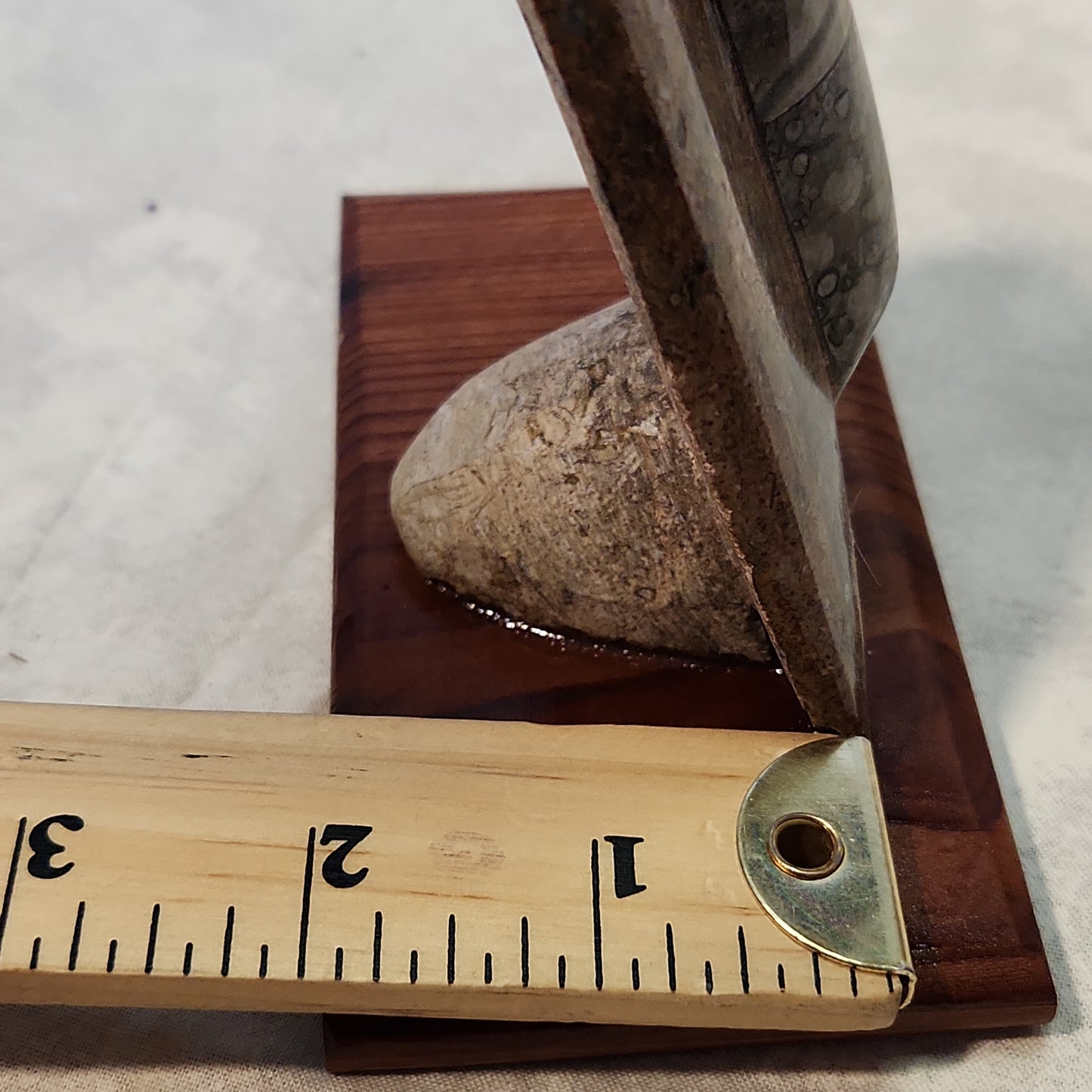 Fossils, Orthocera Polished/Rough Natural Stone Sculpture Display with Burned Reclaimed Cedar Wood Base