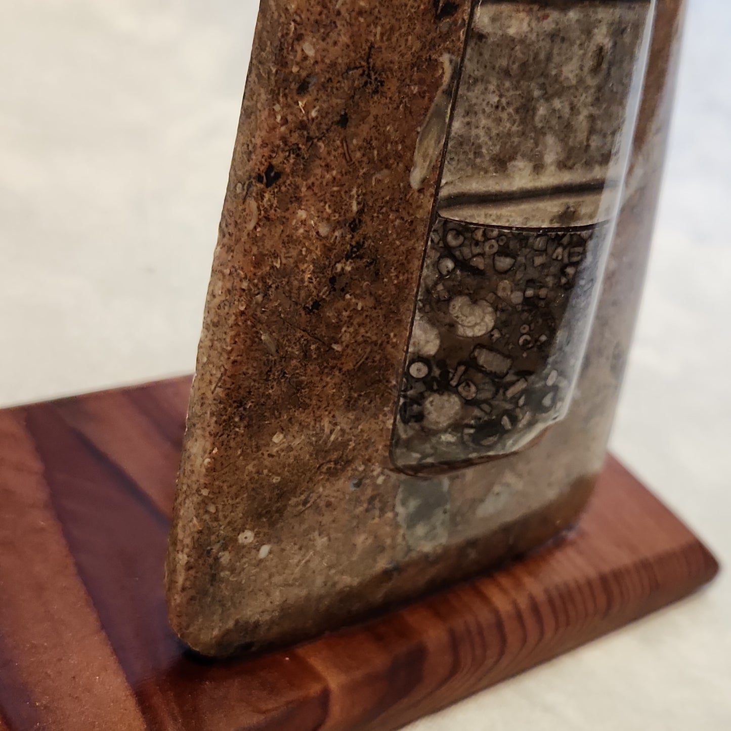 Fossils, Orthocera Polished/Rough Natural Stone Sculpture Display with Burned Reclaimed Cedar Wood Base