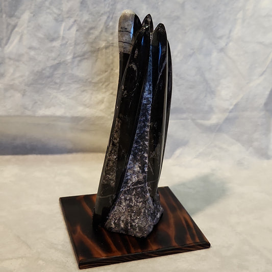 Fossils, Medium-Large Orthoceras Polished/Rough Natural Stone Sculpture Display with Burned Reclaimed Cedar Wood Base