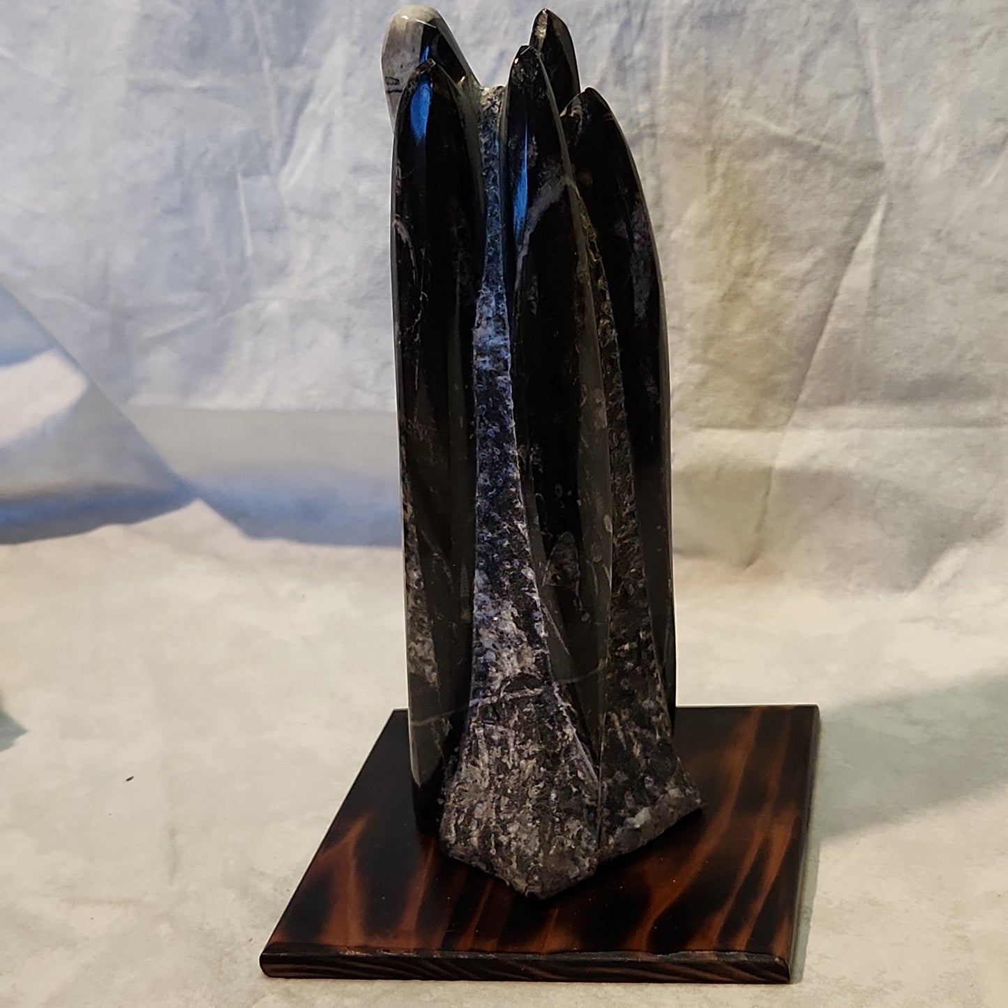 Fossils, Medium-Large Orthoceras Polished/Rough Natural Stone Sculpture Display with Burned Reclaimed Cedar Wood Base