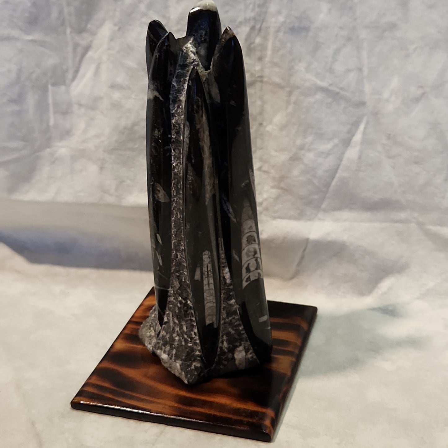 Fossils, Medium-Large Orthoceras Polished/Rough Natural Stone Sculpture Display with Burned Reclaimed Cedar Wood Base