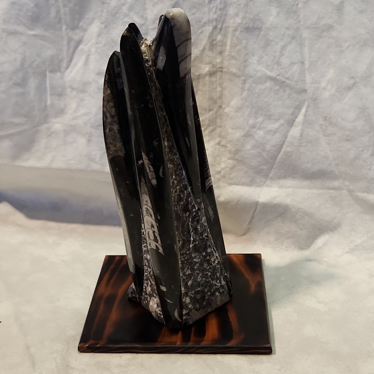 Fossils, Medium-Large Orthoceras Polished/Rough Natural Stone Sculpture Display with Burned Reclaimed Cedar Wood Base