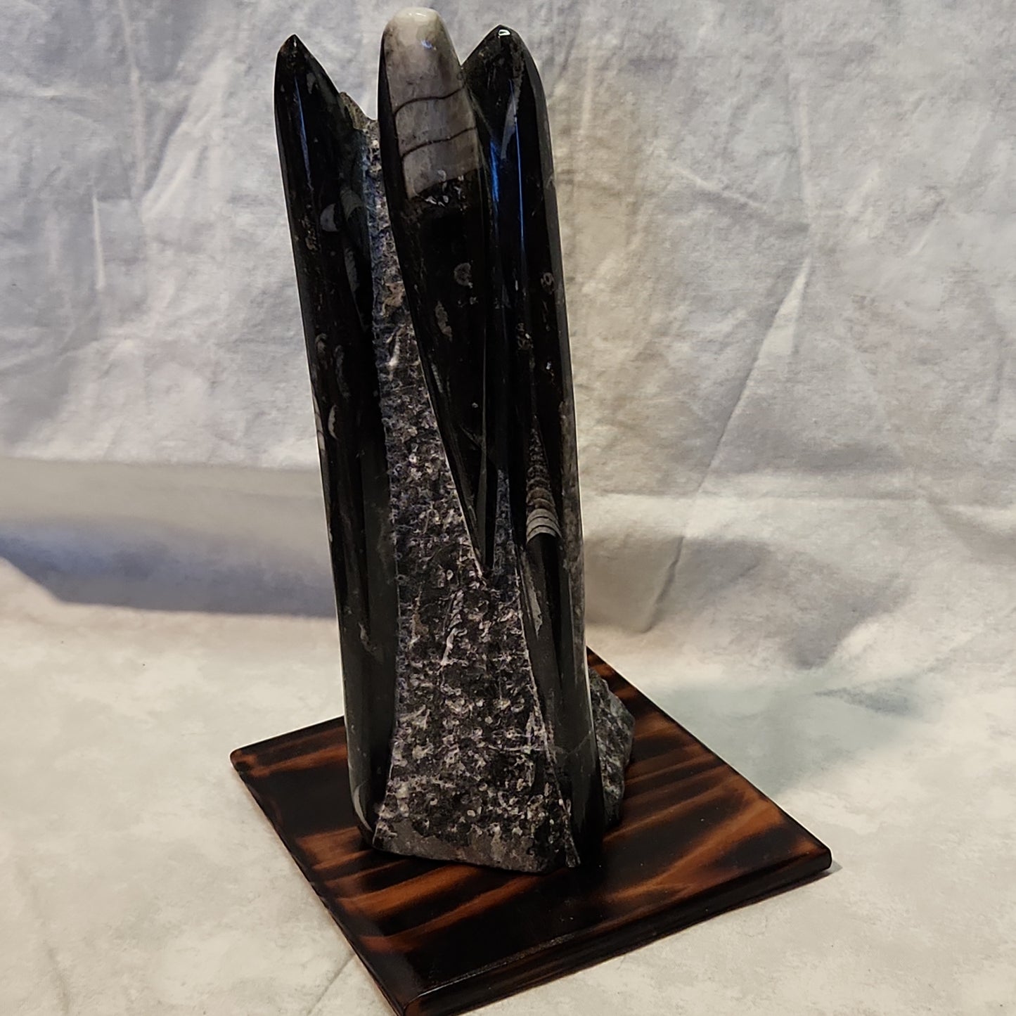 Fossils, Medium-Large Orthoceras Polished/Rough Natural Stone Sculpture Display with Burned Reclaimed Cedar Wood Base