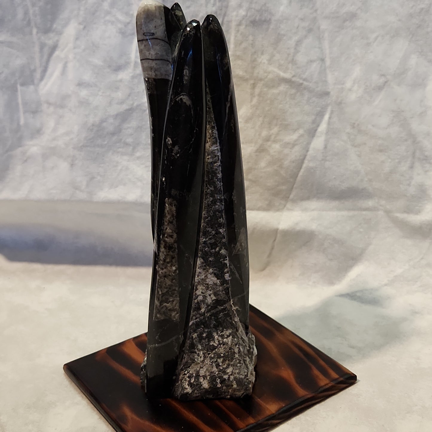 Fossils, Medium-Large Orthoceras Polished/Rough Natural Stone Sculpture Display with Burned Reclaimed Cedar Wood Base