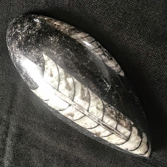 Fossils, Polished Medium Palm-Sized Orthocera Natural Stone Display, Worry Stone Paper Weight.