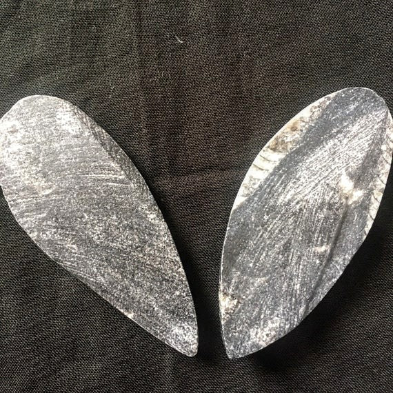 Fossils, Polished Medium Palm-Sized Orthocera Natural Stone Display, Worry Stone Paper Weight.