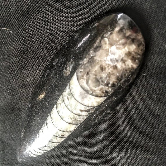 Fossils, Polished Medium Palm-Sized Orthocera Natural Stone Display, Worry Stone Paper Weight.