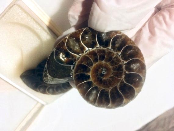 Fossils, Small Palm Sized Ammonite Polished Natural Stone Display, Worry Stones