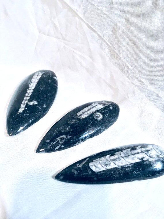 Fossils, Polished Medium Palm-Sized Orthocera Natural Stones, Worry Stone, Desk Top Paper Weight