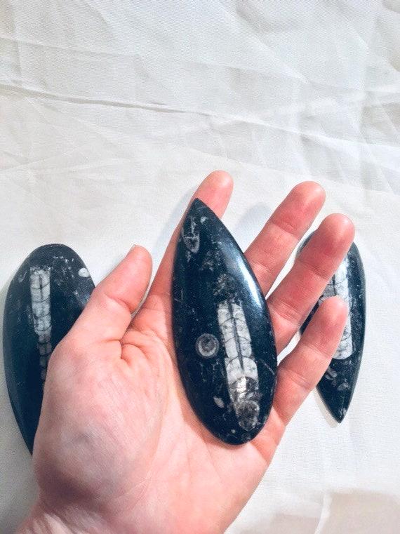 Fossils, Polished Medium Palm-Sized Orthocera Natural Stones, Worry Stone, Desk Top Paper Weight